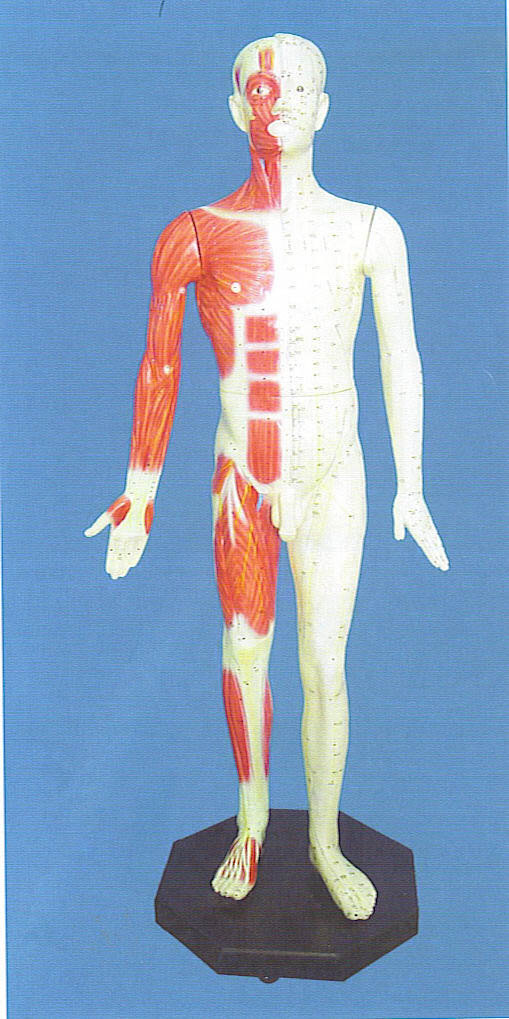 标準針灸穴位模型