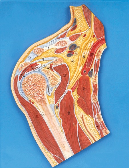 肩關節剖面模型A11202 