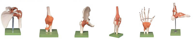 功能型肩關節、肘關節、髋關節、膝關節、手關節、腳關節模型A11209（1-6）