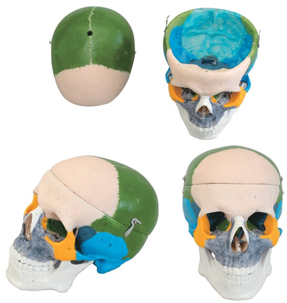 成人頭顱骨骨性着色模型A11111/1 