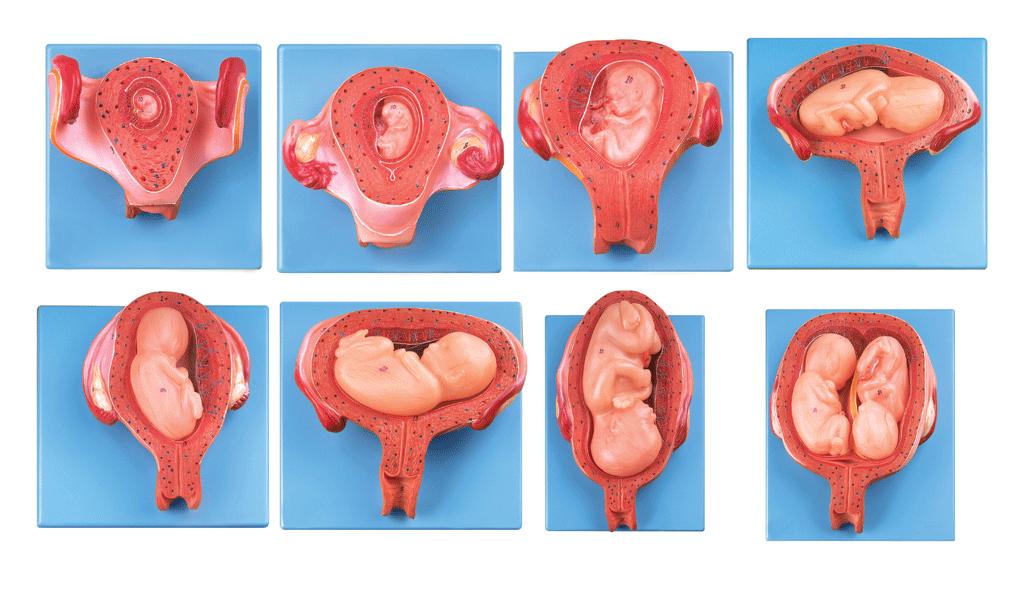 妊娠胚胎發育過程模型A42005 