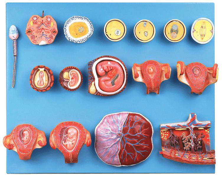 受精與早期胚胎發育過程模型A42004 