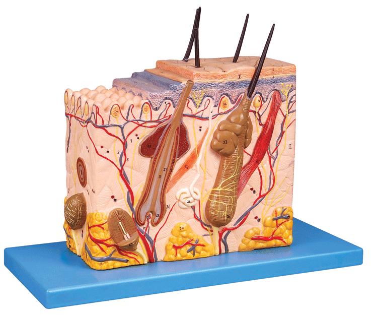 皮膚組織結構放大模型A41002 
