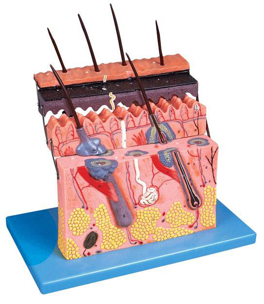 皮膚層次切面放大模型A41001 