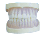 全口透明軟膠标準模型