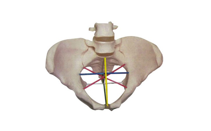 JY/F24骨盆測量示教模型