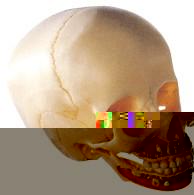 兒童頭顱骨模型A11114 