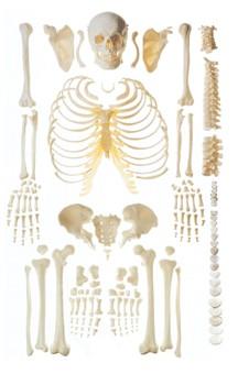 人體骨骼散骨模型(遊離骨)A11103，人體散骨模型，遊離骨模型