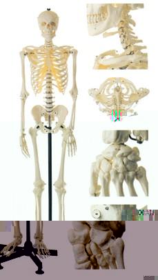 男性全身骨骼模型A11101-1,人體骨骼模型