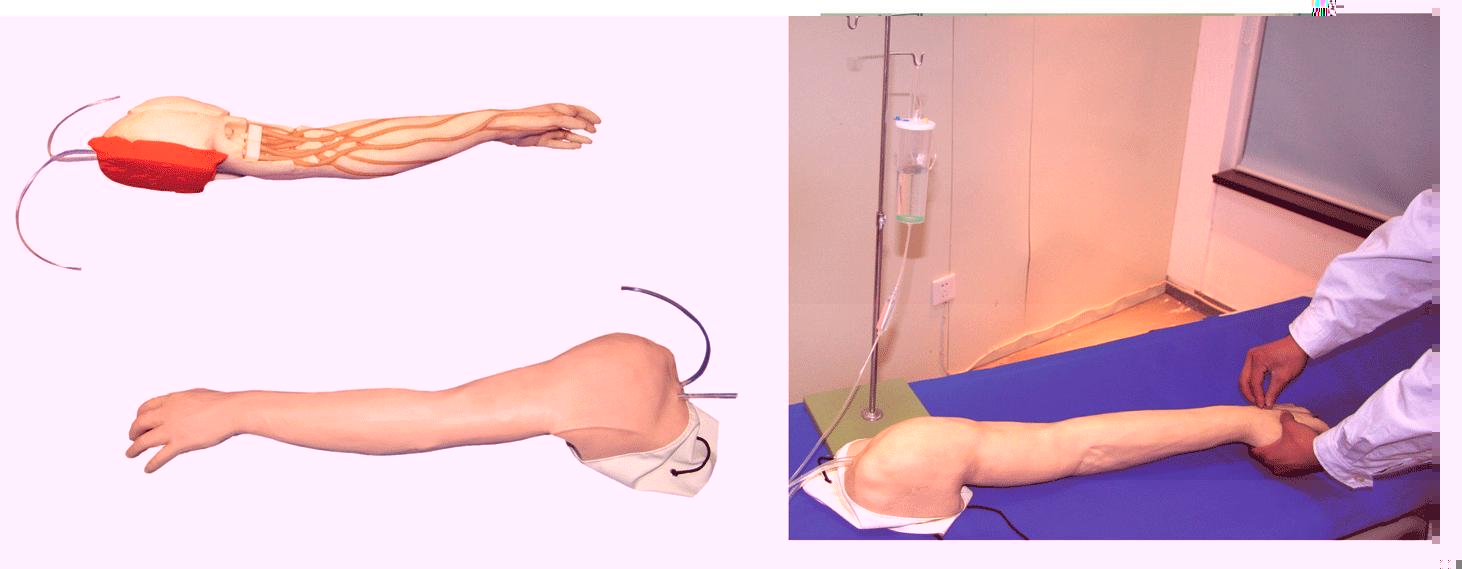 完整靜脈穿刺手臂模型