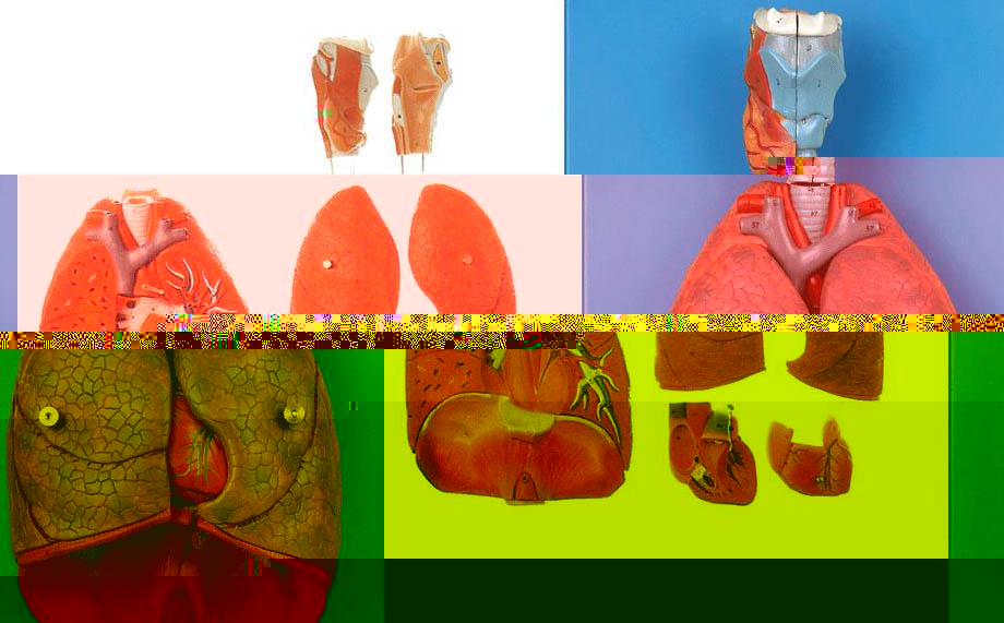 喉、心、肺模型A13012，肺模型-找上海佳悅，專業醫學模型生産廠家