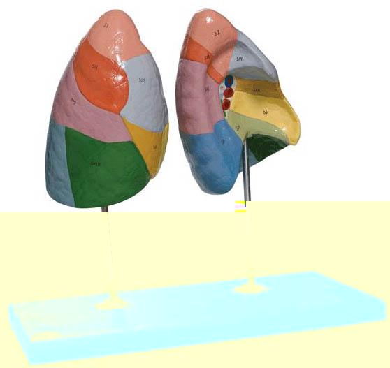 肺段模型A13010，肺動脈段膨隆-找上海佳悅，專業生産醫學模型生産廠家