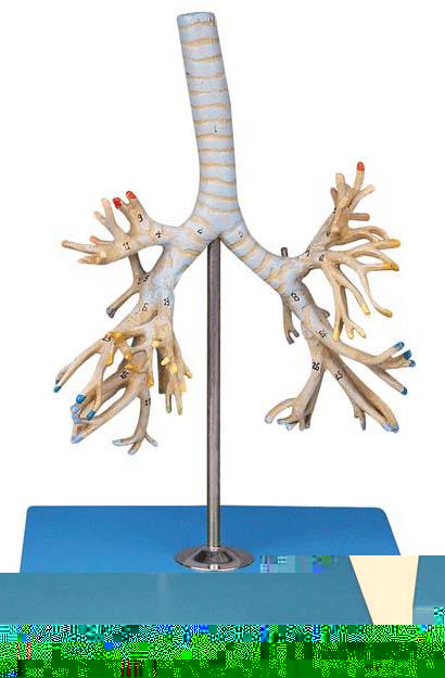 支氣管樹模型A13007，人體支氣管模型-找上海佳悅，專業醫學模型生産廠家