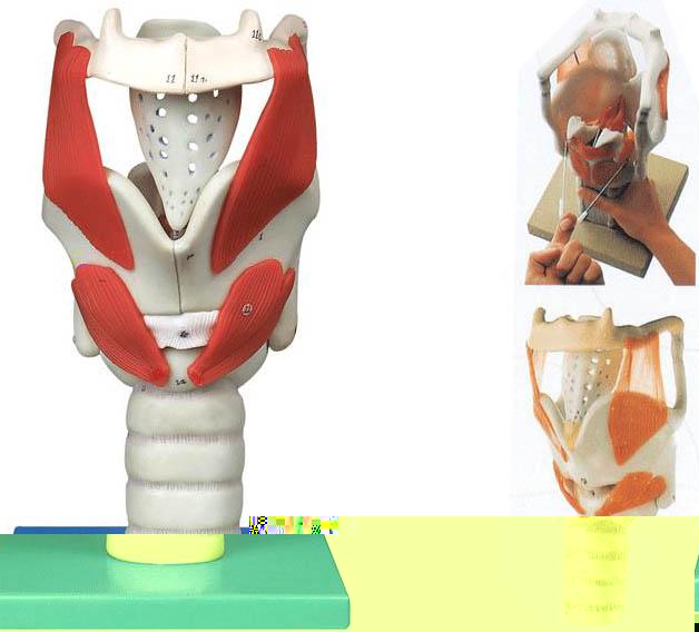 喉結構與功能放大模型A13005，咽喉結構模型-找上海佳悅，專業醫學模型生産廠家