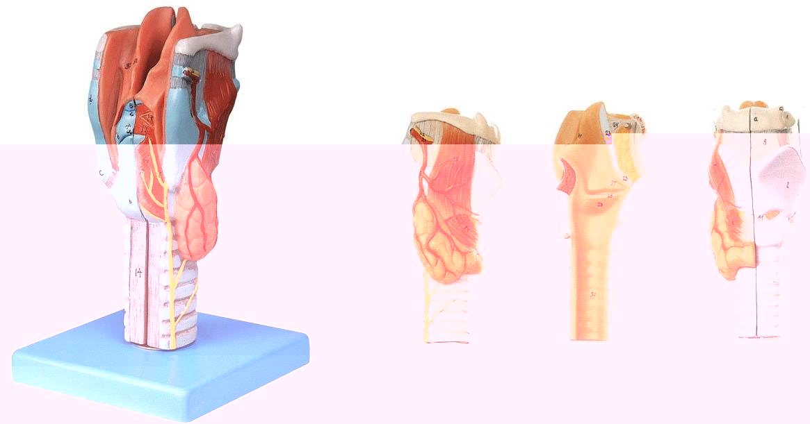喉模型A13004，人體喉部解剖模型-找上海佳悅，專業醫學模型生産廠家