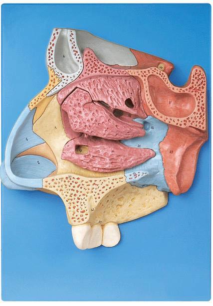 鼻腔放大模型A13002 ，鼻腔解剖模型，鼻模型-找上海佳悅，專業生産醫學模型廠家
