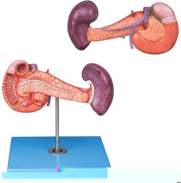 胰、十二指腸和脾模型A12004，十二指腸解剖模型-找上海佳悅，專業生産廠家