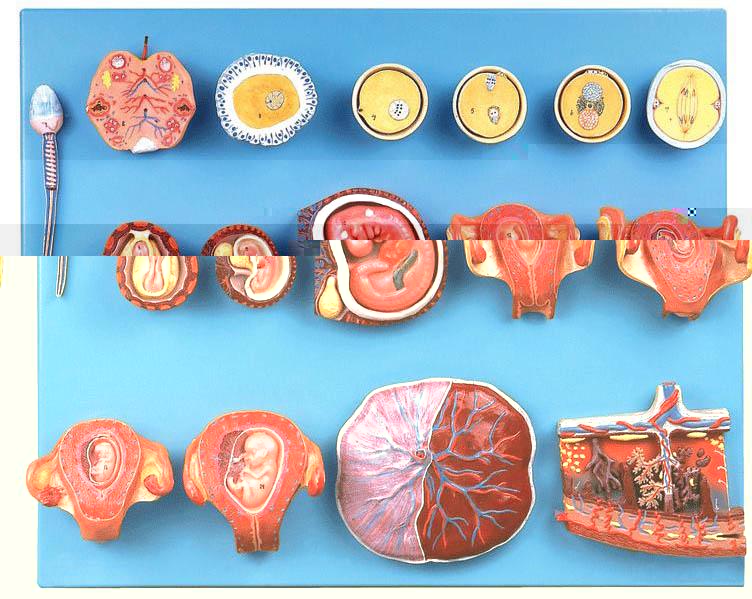 受精與早期胚胎發育過程模型A42004-上海佳悅公司:021-63283651 中國領先的醫學教學模型設備制造廠家
