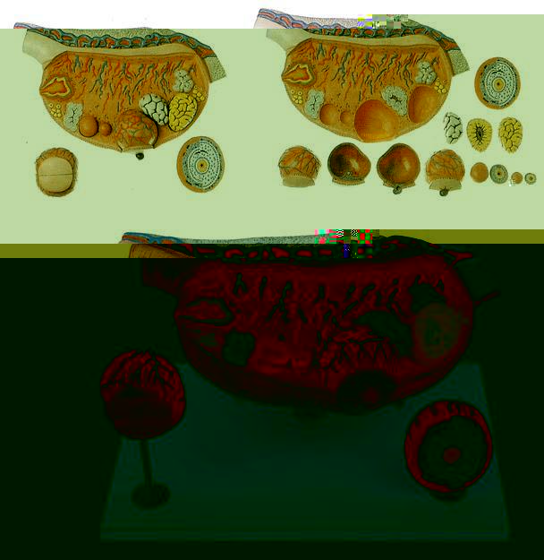 卵巢放大模型A41003,卵巢模型-上海佳悅公司:021-63283651 中國領先的醫學教學模型設備制造廠家