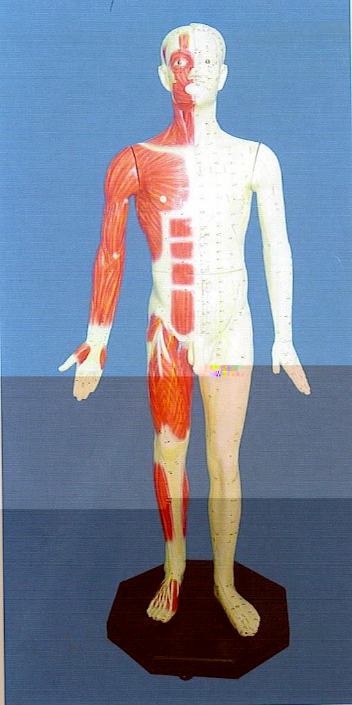 學針灸用什麼樣的人體模型