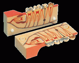 牙分解組織模型B10007-是我公司自行研發生産熱銷的醫學教學模型,歡迎各醫院單位訂購021-63283651