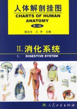 人體解剖挂圖(消化系統) -上海佳悅公司:021-63283651 中國領先的醫學教學模型設備制造廠家