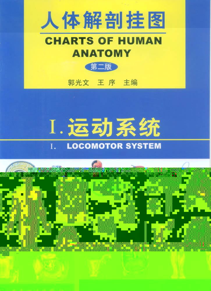 人體解剖挂圖-運動系統-上海佳悅公司:021-63283651 中國領先的醫學教學模型設備制造廠家